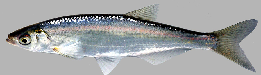 Alburnus alburnus_07.jpg